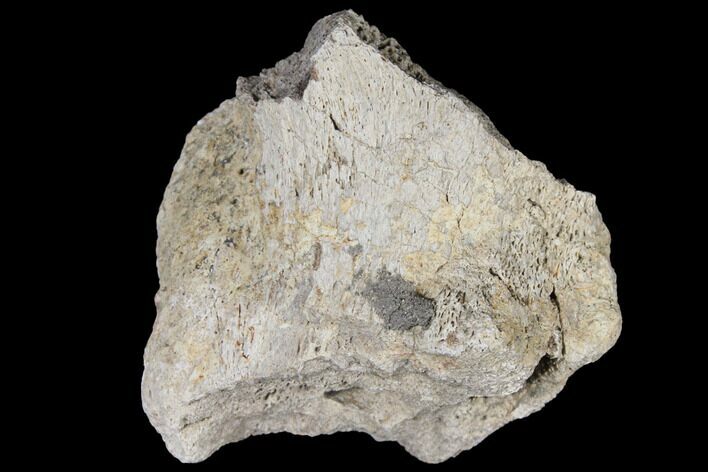 Fossil Triceratops Skull Section - North Dakota #117345